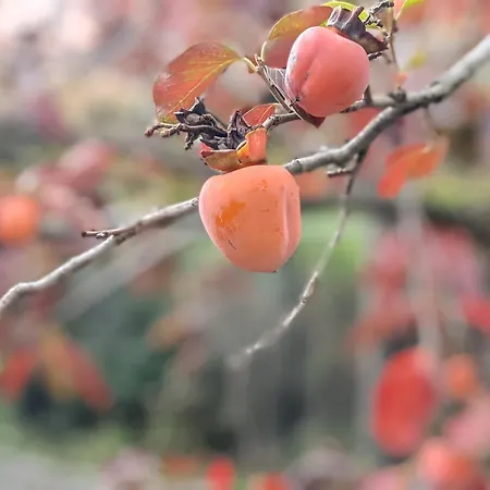 Apartment Linda House Corfu 2