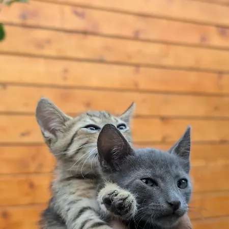 Linda House Corfu 2 Apartment